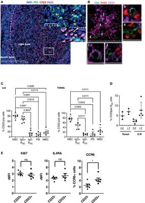 Committed Human CD23-Negative Light-Zone Germinal Center B Cells Delineate Transcriptional Program Supporting Plasma Cell Differentiation